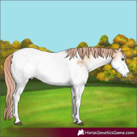 Horse Color:White Spotted Red Onyx Appaloosa