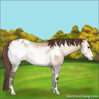 Horse Color:Bay Onyx Sabino Frame Appaloosa Rabicano 