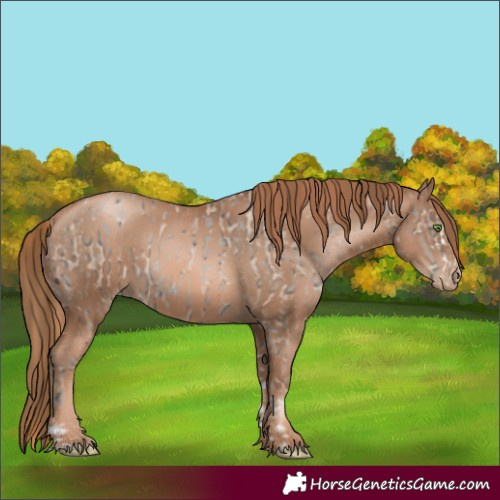 Horse Color:Classic Champagne Ice Pearl Rabicano  and Liver Chestnut Pearl Rabicano 