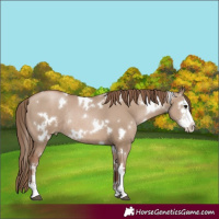 Horse Color:White Spotted Grullo Pearl Sabino Rabicano