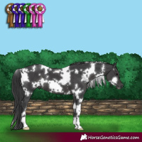 Horse Color:White Spotted Black