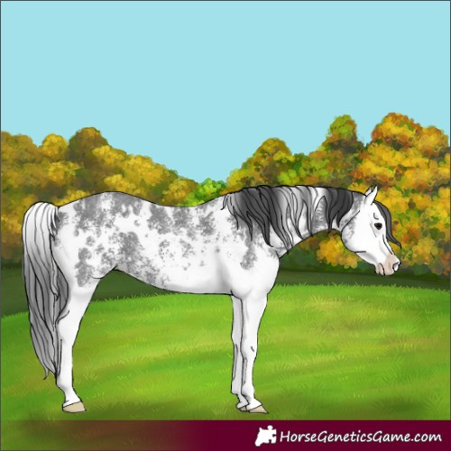 Horse Color:White Spotted Black Sabino Splash 