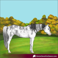Horse Color:White Spotted Black Sabino Splash 