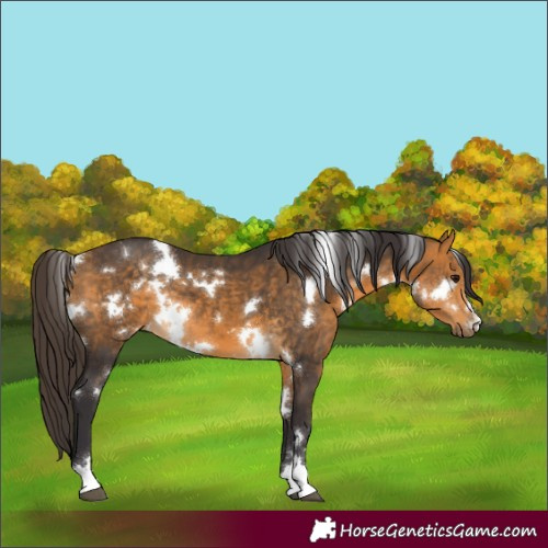 Horse Color:White Spotted Buckskin