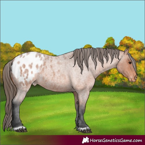 Horse Color:Bay Roan Appaloosa Rabicano 