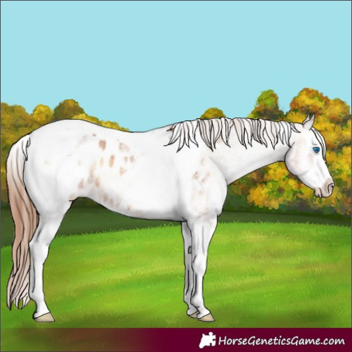 Horse Color:White Spotted Red Onyx Splash Tobiano Appaloosa 