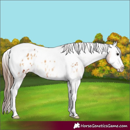 Horse Color:Bay Onyx Splash Tobiano Appaloosa 