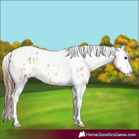 Horse Color:Bay Onyx Splash Tobiano Appaloosa 