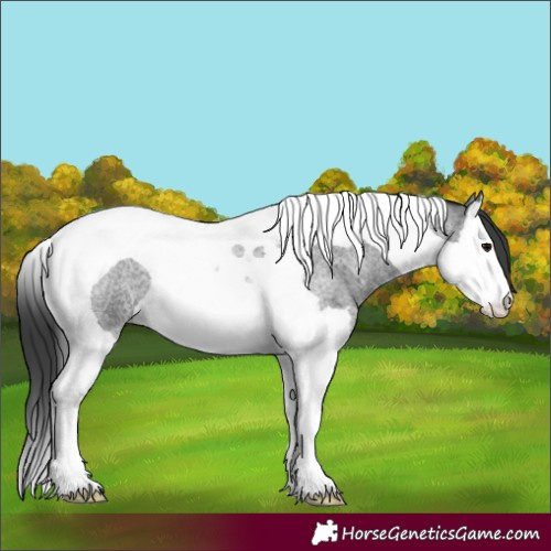 Horse Color:Blue Roan Splash Tobiano 