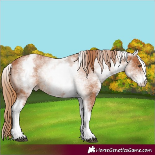 Horse Color:White Spotted Chestnut