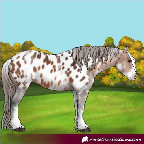 Horse Color:White Spotted Bay Near Leopard Rabicano 