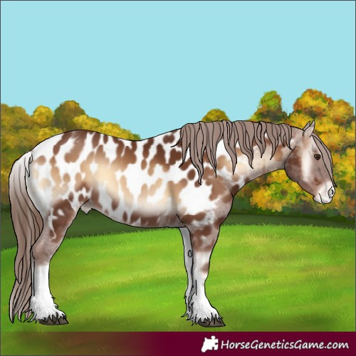 Horse Color:White Spotted Red Onyx Appaloosa 