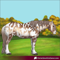 Horse Color:White Spotted Red Onyx Appaloosa