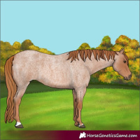 Horse Color:Red Roan 