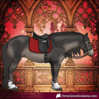 Horse Color:Smoky Black