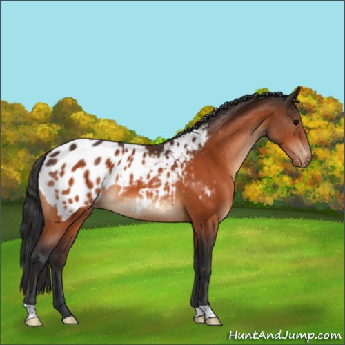 Horse Color:Bay Appaloosa