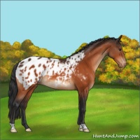 Horse Color:Bay Appaloosa