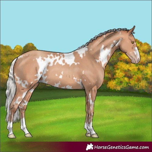 Horse Color:White Spotted Silver Amber Champagne