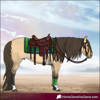 Horse Color:Buckskin Dun 