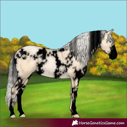 Horse Color:Void White Spotted Silver Buckskin Pearl Dun Sabino