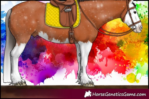 Horse Color:Bay Splash 