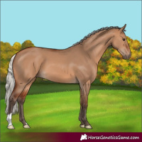 Horse Color:Silver Brown Dun 