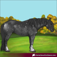 Horse Color:Black Sabino 
