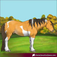 Horse Color:Buckskin Tobiano Rabicano