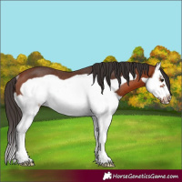Horse Color:Bay Splash Frame Rabicano