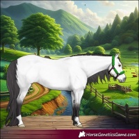 Horse Color:Platinum Buckskin Roan Dun