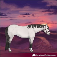 Horse Color:Platinum Bay Dun