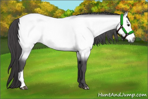Horse Color:Platinum Buckskin