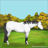 Horse Color:Platinum Buckskin Roan Dun