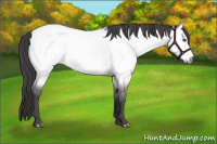 Horse Color:Platinum Buckskin Dun 