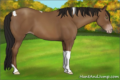 Horse Color:Gray Amber Champagne Tobiano