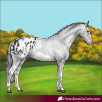 Horse Color:White Spotted Black Splash Tobiano Frame Appaloosa 
