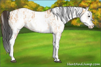 Horse Color:White Spotted Bay Dun Rabicano  and White Spotted Bay Dun 