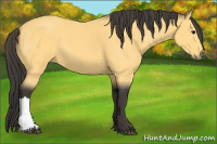 Horse Color:Buckskin 