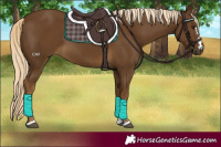 Horse Color:Chocolate Palomino 