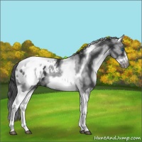 Horse Color:White Spotted Black Splash Tobiano Frame Appaloosa