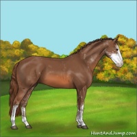 Horse Color:Chestnut Sabino