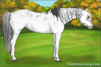 Horse Color:Grullo Sabino Splash  and Grullo Sabino Splash Frame 