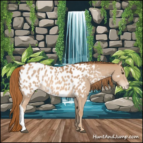 Horse Color:Chestnut Appaloosa 
