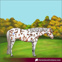 Horse Color:Bay Appaloosa 