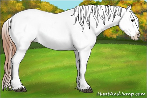 Horse Color:Black Varnish Rabicano