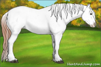 Horse Color:Black Appaloosa Rabicano