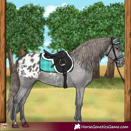 Horse Color:Grullo Appaloosa 