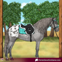 Horse Color:Grullo Appaloosa 