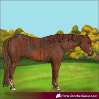 Horse Color:Liver Chestnut  and Chestnut 