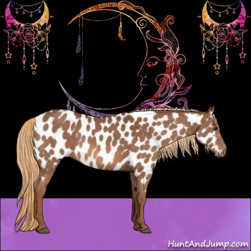 Horse Color:Chestnut Appaloosa 